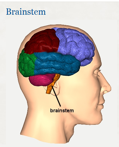 brain stem  em