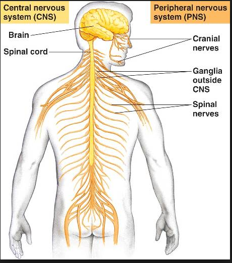 The Central Nervous System 370 battle over Central (CNS) Marketplace